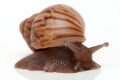 Lissachatina craveni juvenil